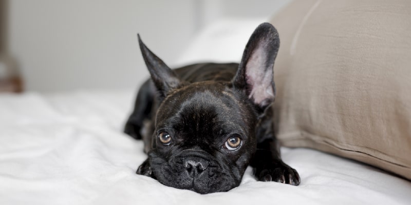 Problemas digestivos en perros